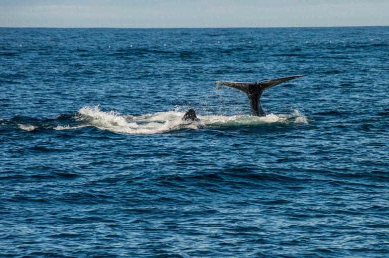 Monterey Wale
