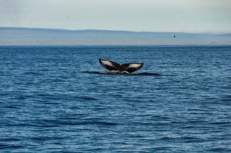 Monterey Wale Grauwal Flosse