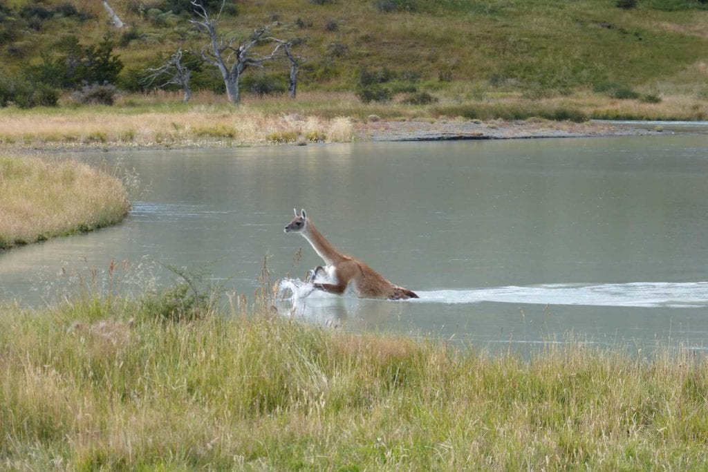 Guanako im Torres del Paine Nationalpark