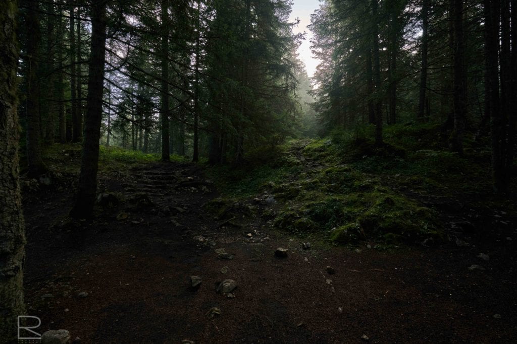 Schlucht Montenegro durmitor schluch See Baum Wald