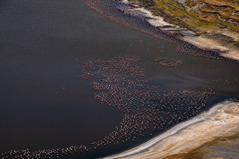 Flamingos Lake Chitu