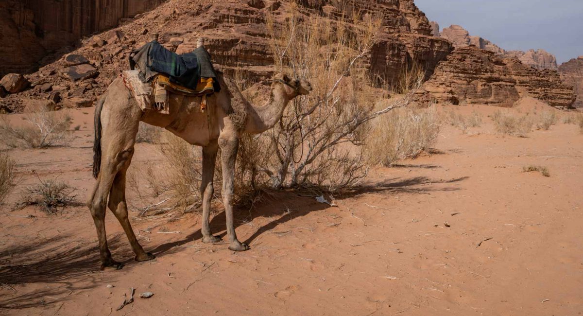 Wadi Rum-02737